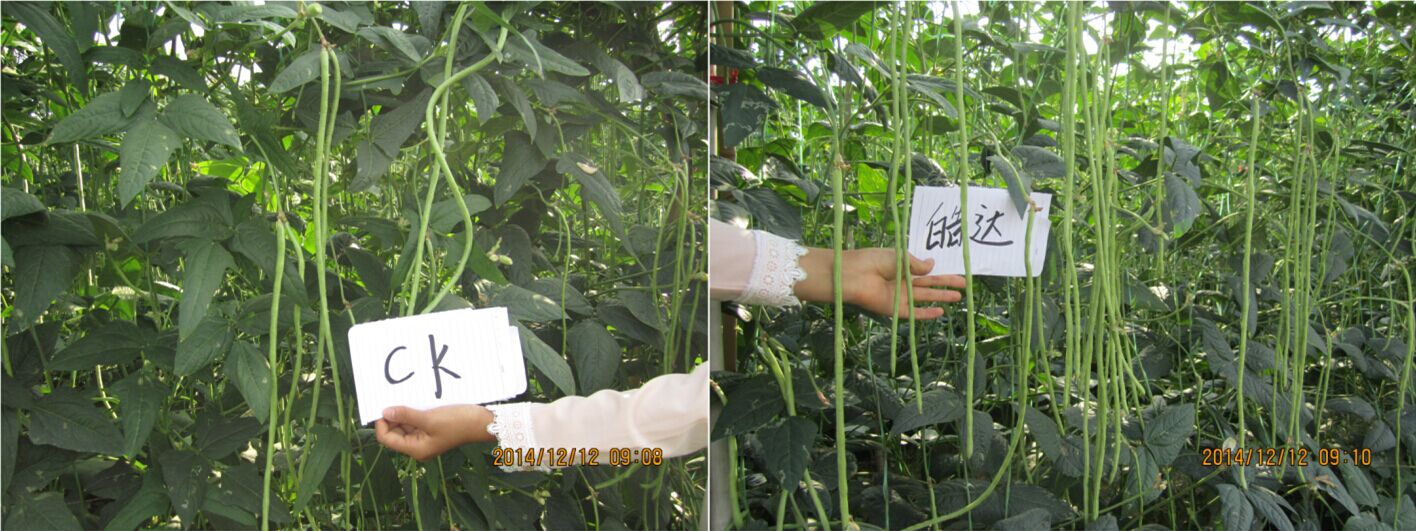 皓达在豇豆上的应用