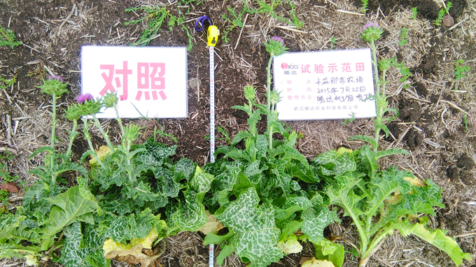 皓达水溶肥料应用于内蒙古水飞蓟肥效试验报告