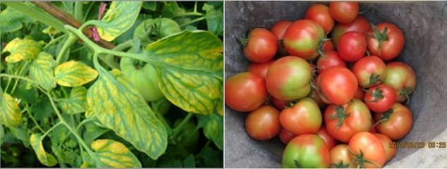 番茄中微量元素缺乏症状