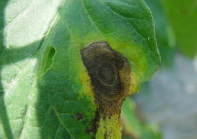 番茄常见病虫害及防治