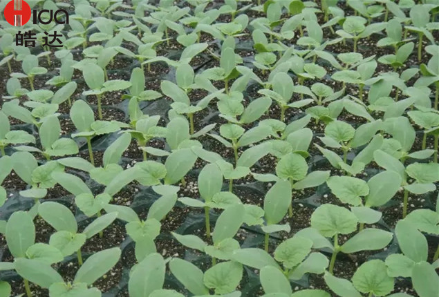 哈密瓜种植技术之苗期管理要点