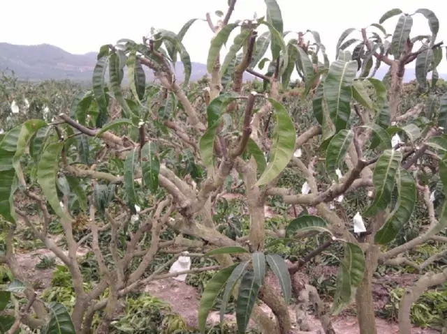 苹果香蕉葡萄芒果加牛奶视频