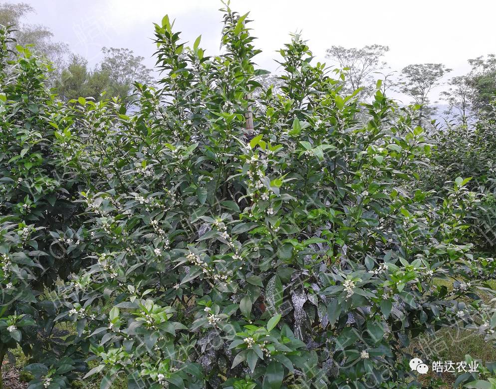 沃柑、茂谷柑大量畸形花,如何防控?