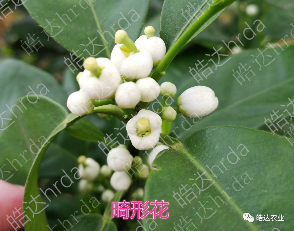 沃柑、茂谷柑大量畸形花,如何防控?