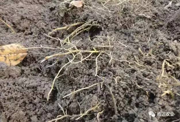 柑橘根系腐烂的原因有几种?怎么办?